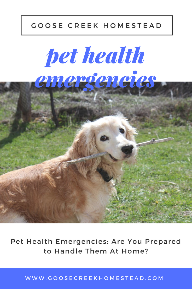 Pet Health Emergencies: Here’s What to Keep in Your Pet’s First Aid Kit
