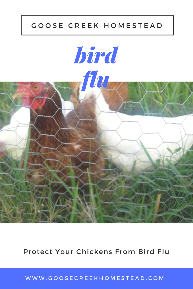 Protect Your Chickens From Bird Flu- Goose Creek Homestead