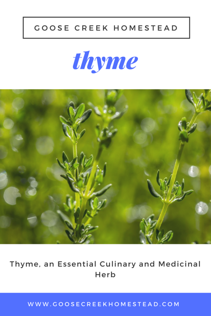 Thyme, an Essential Culinary and Medicinal Herb Goose Creek Homestead