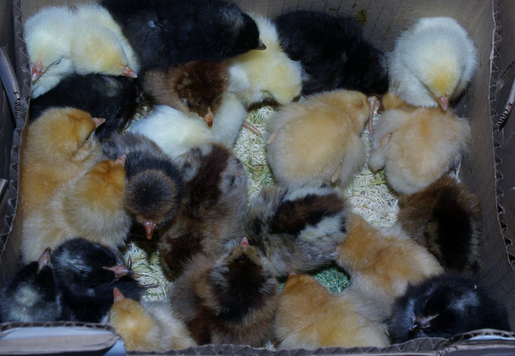 Welcoming Baby Chicks to the Homestead