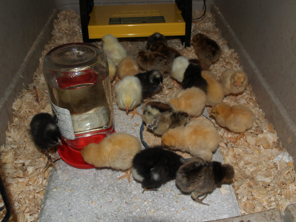 Welcoming baby chicks to the homestead