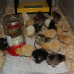 Welcoming baby chicks to the homestead