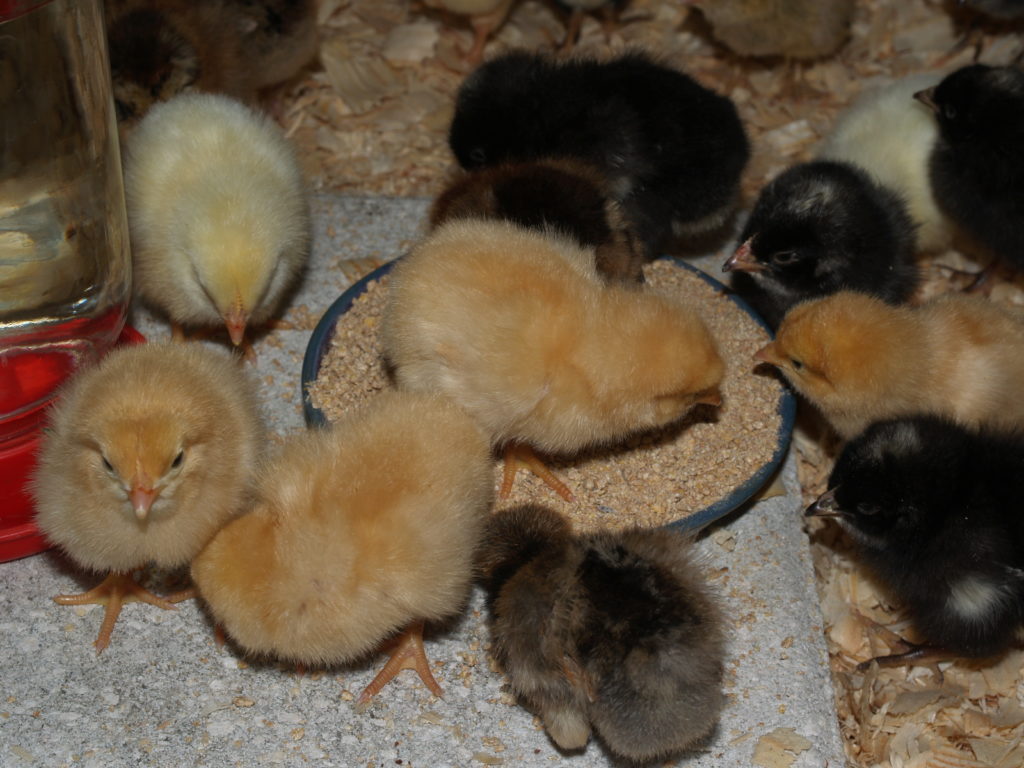 Welcoming New Baby Chicks to the Homestead