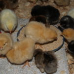 Welcoming New Baby Chicks to the Homestead