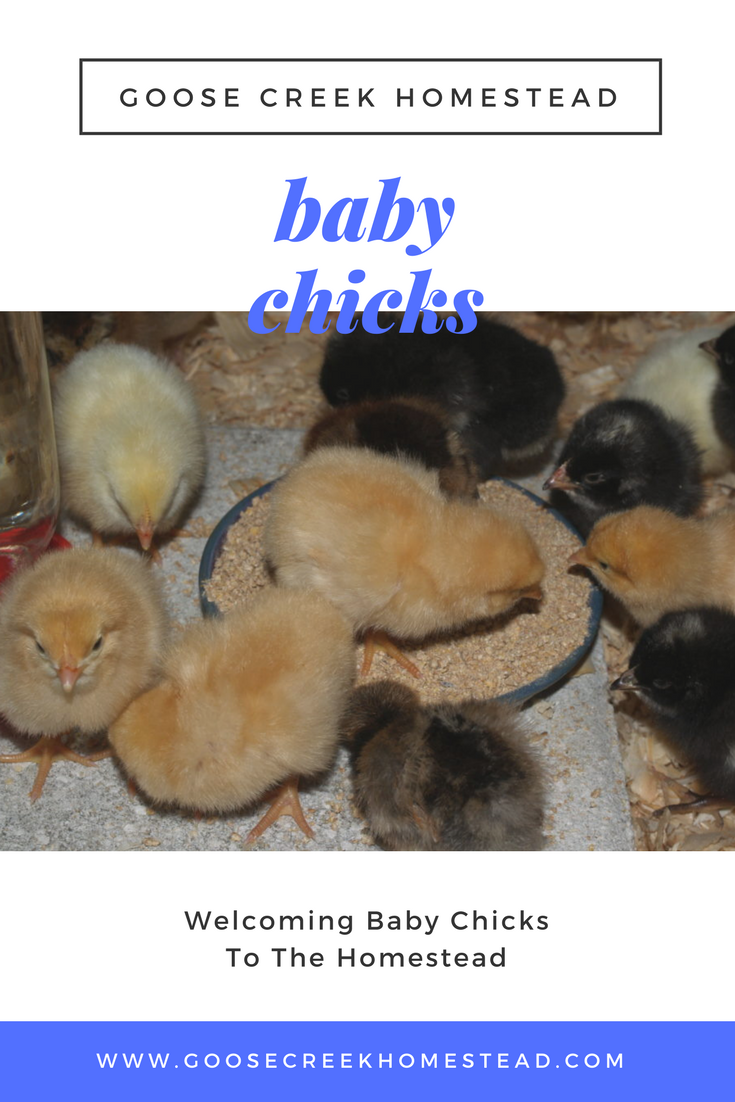 Welcoming Baby Chicks To The Homestead- Goose Creek Homestead