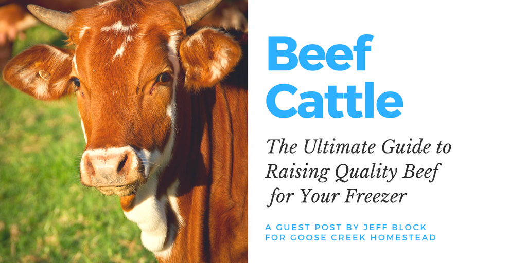 Beef Cattle: The Ultimate Guide to Raising Beef for Your Freezer; Goose Creek Homestead
