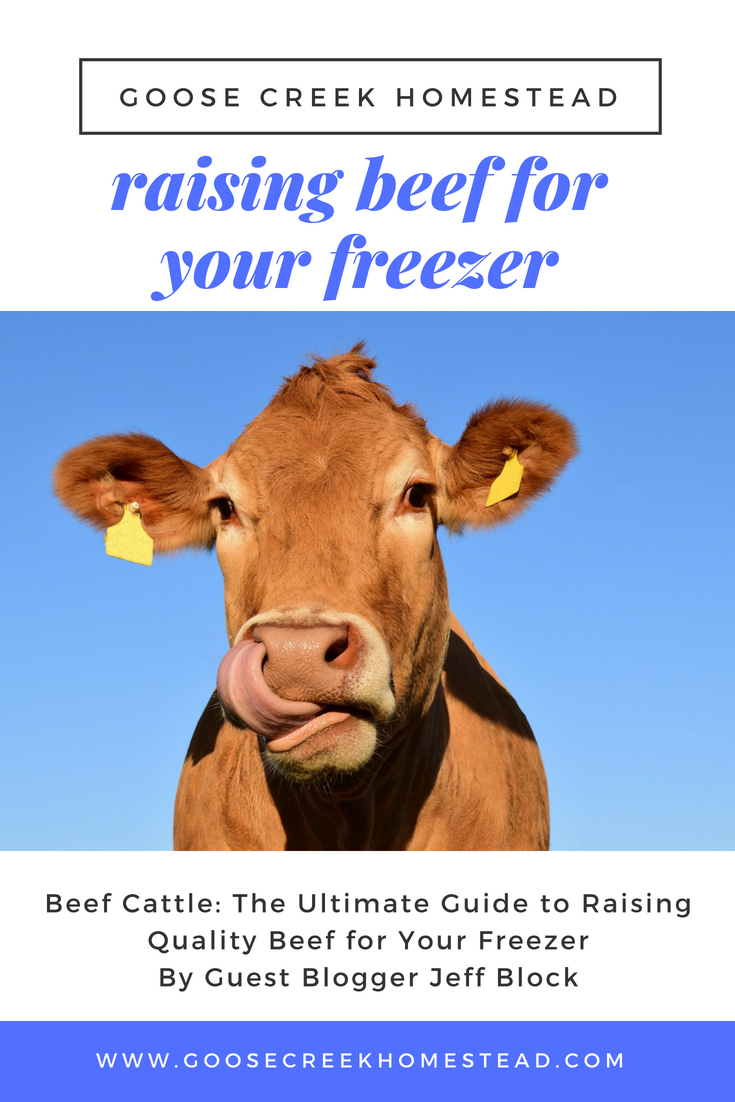 Beef Cattle_ The Ultimate Guide to Raising Quality Beef for Your Freezer-Goose Creek Homestead