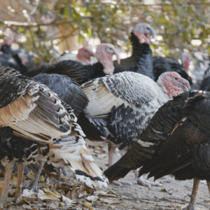Choosing a Turkey Breed for Your Homestead