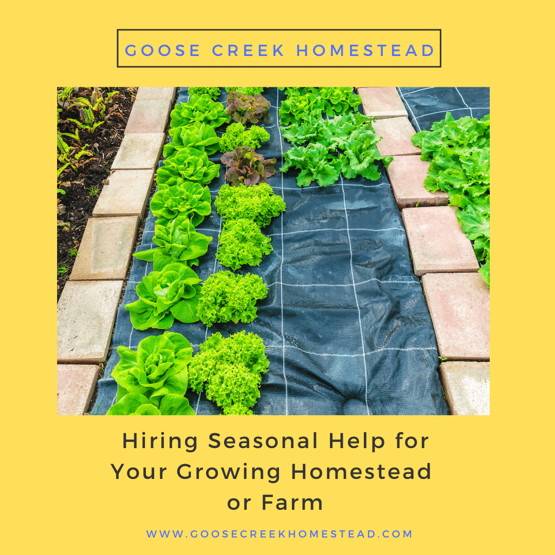 Hiring Seasonal Help for Your Growing Homestead Goose Creek Homestead