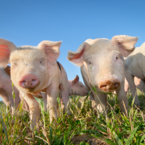 Feeding Pigs on the Homestead Without Breaking the Bank