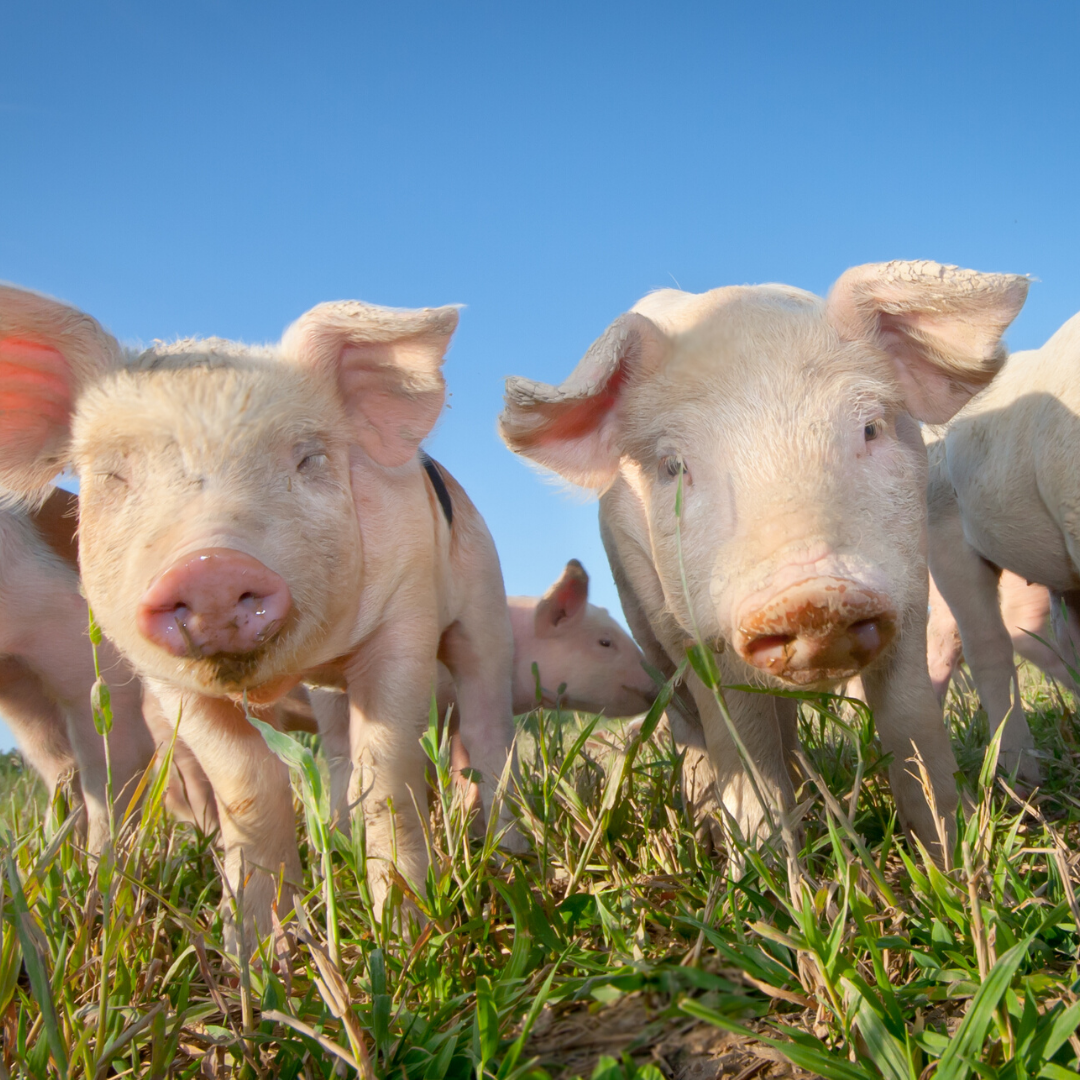 Feeding Pigs on the Homestead - Goose Creek Homestead