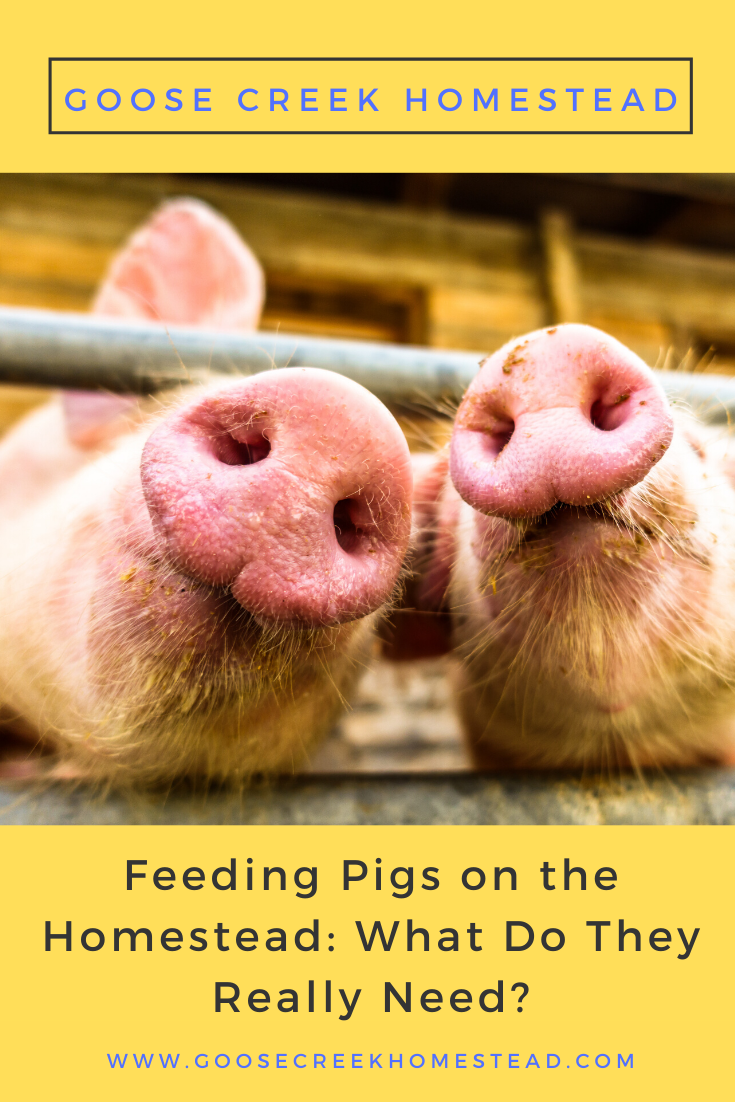 Feeding Pigs on the Homestead