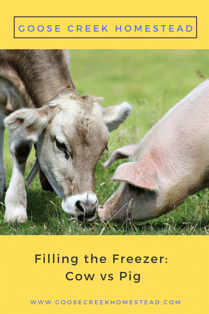 Filling the freezer is a top priority on the homestead. But, which animal is the most economical to raise? Here we compare pigs vs cows to help you decide!