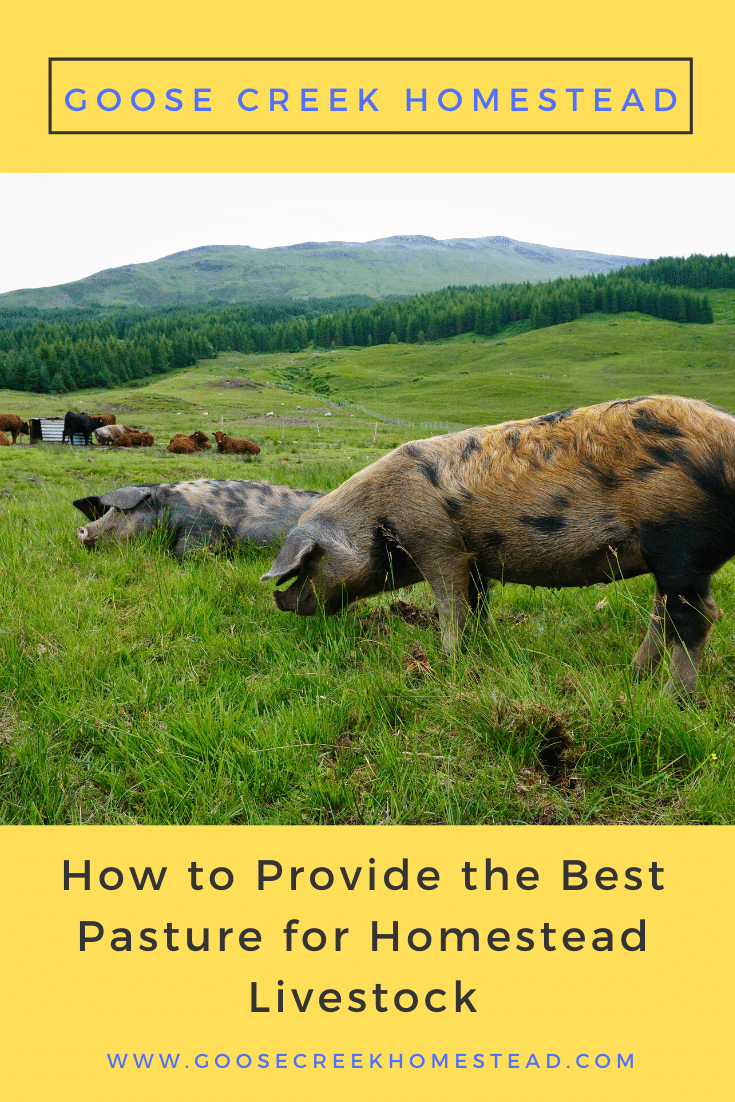 How to Provide the Best Pasture for Homestead Livestock