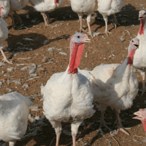 Meeting the Needs of Young Turkeys
