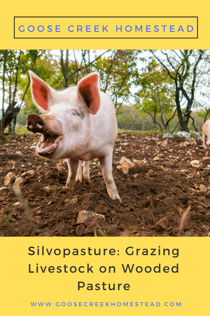 Silvopasture: Grazing Livestock on Wooded Pasture