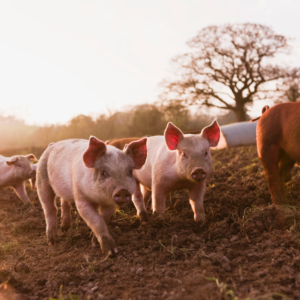 The Basics of Pig Nutrition
