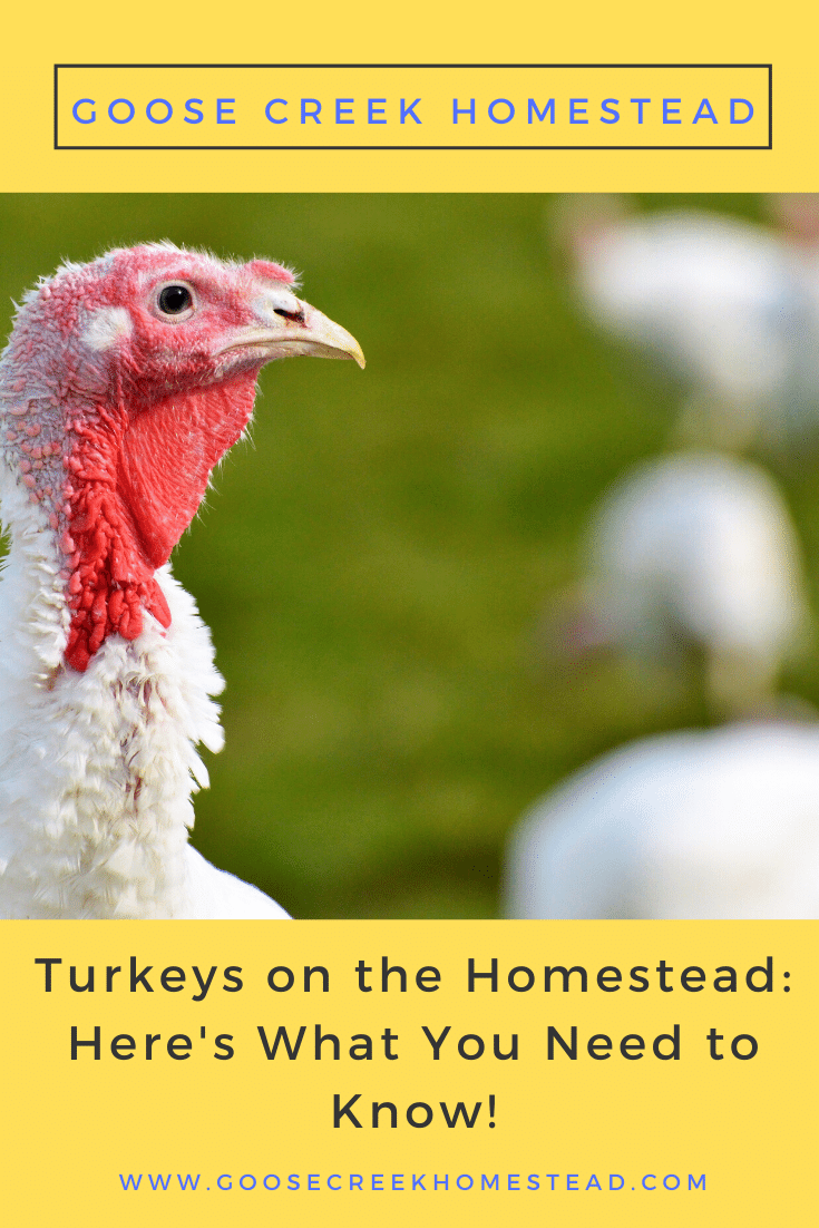 Turkeys on the Homestead: Here’s What You Need to Know