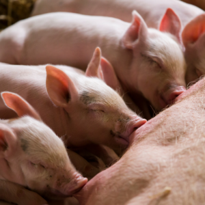 What to Feed Piglets on the Homestead