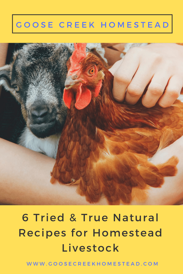 6 Tried & True Natural Recipes for Homestead Livestock