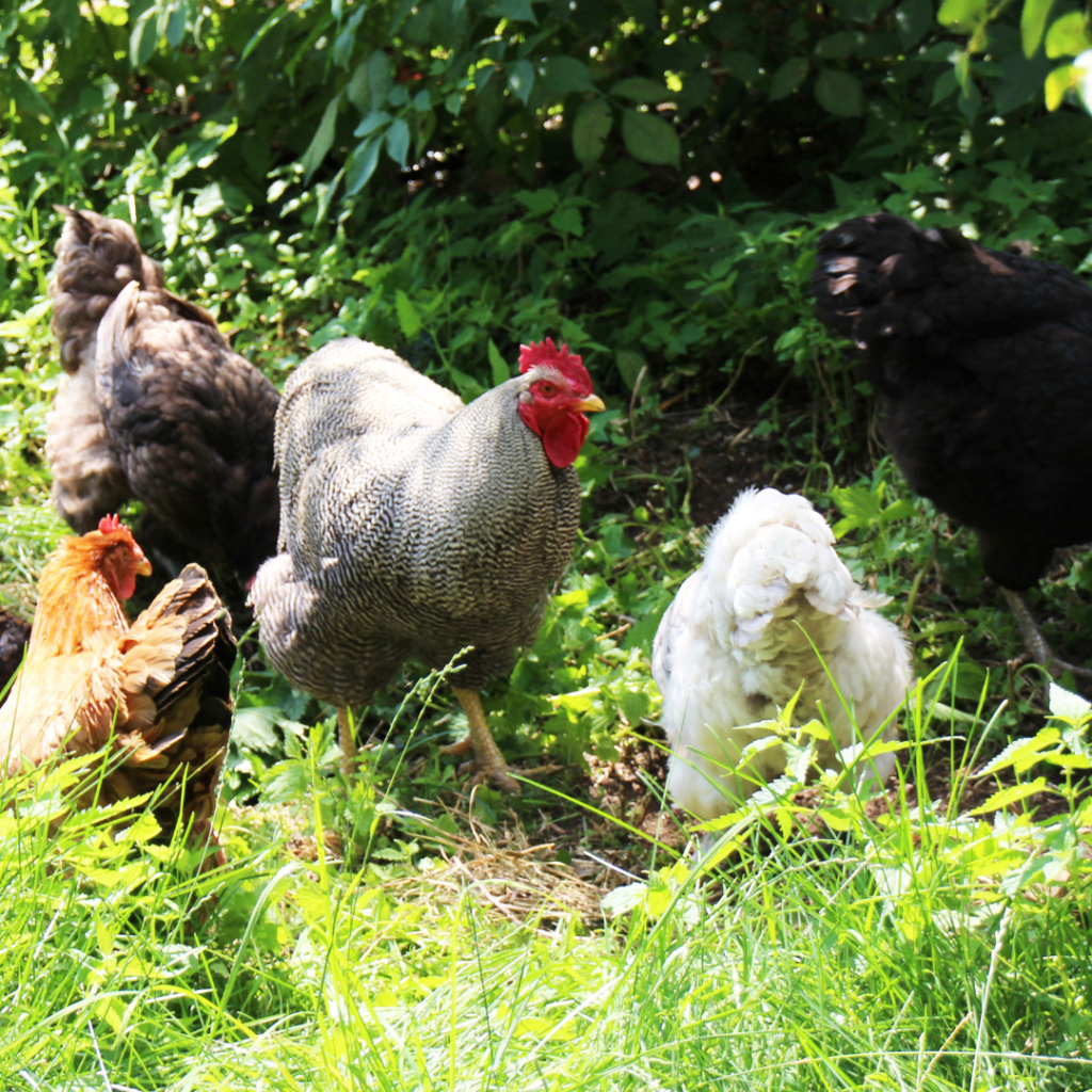 Multi-Use Pastured Poultry