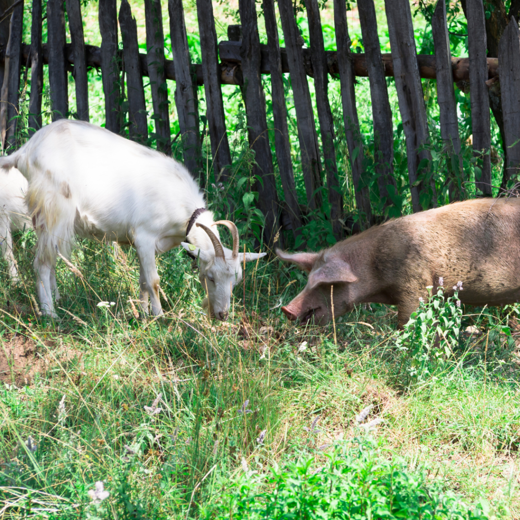 Multi-Purpose Livestock: Putting Your Animals to Work on the Homestead -  Goose Creek Homestead