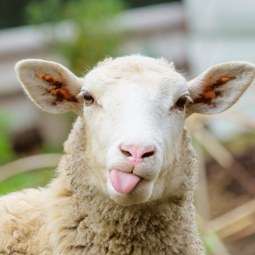Sheep Make Great Lawnmowers