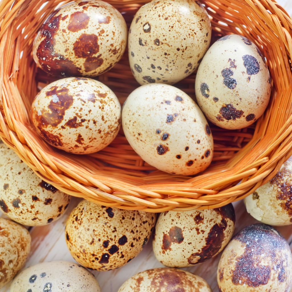 A Beautiful Basket of Quail Eggs