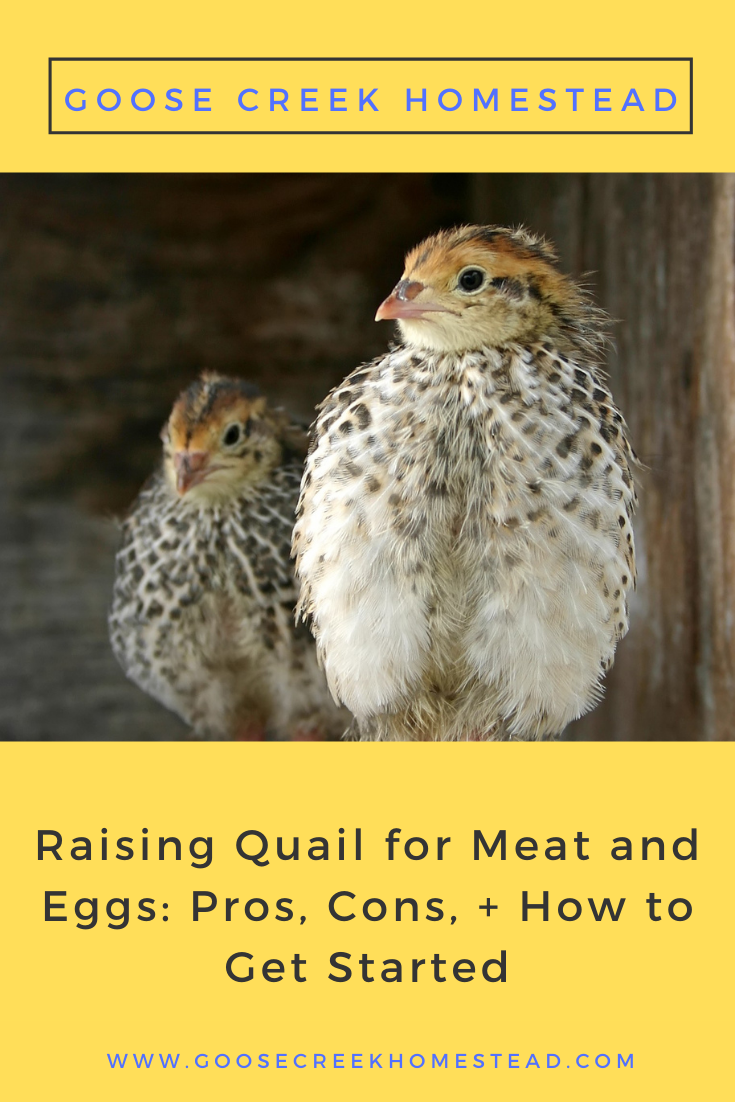 Raising Quail for Meat and Eggs