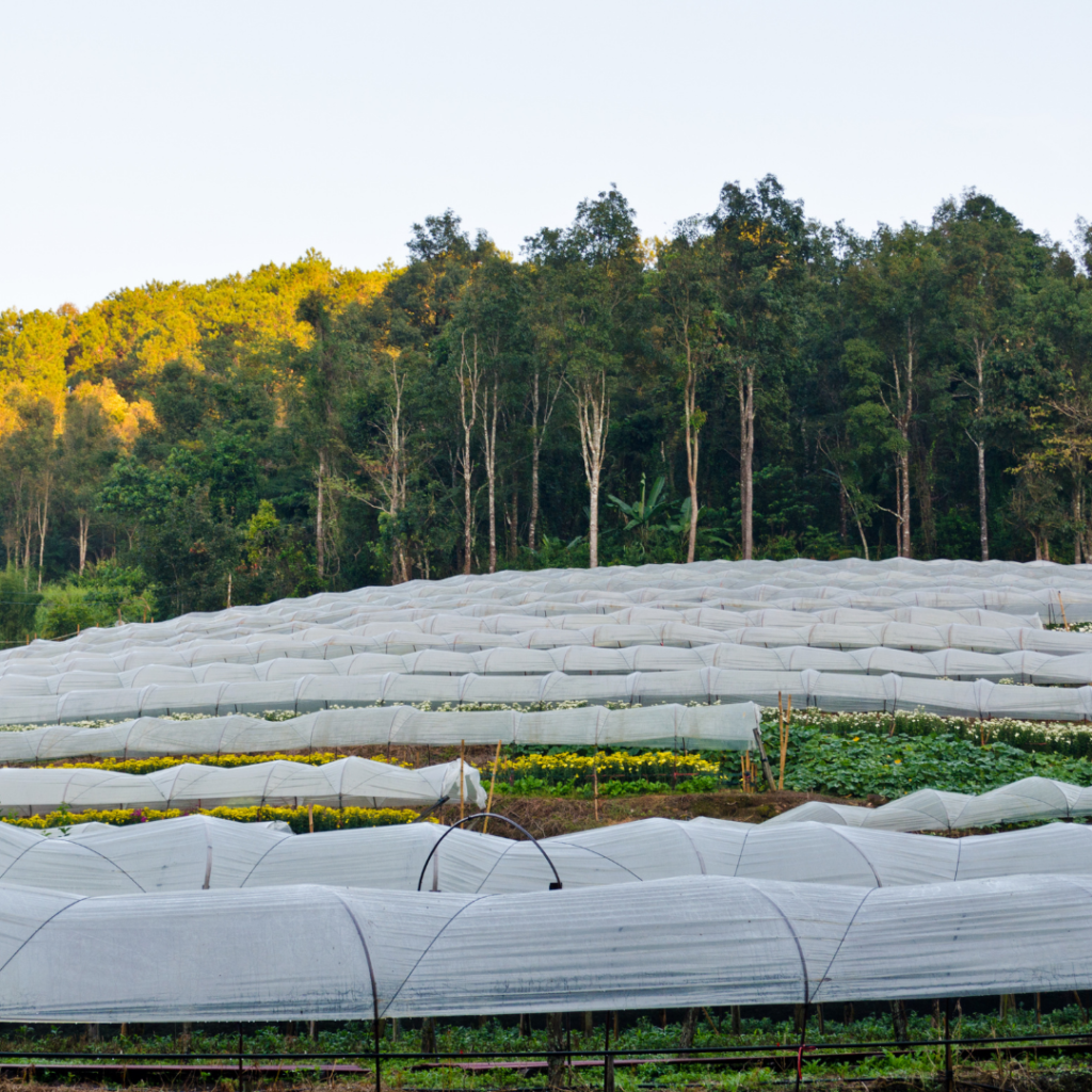 Floating Row Covers in Use on Our Flower Farm- Flower Farming for Beginners
