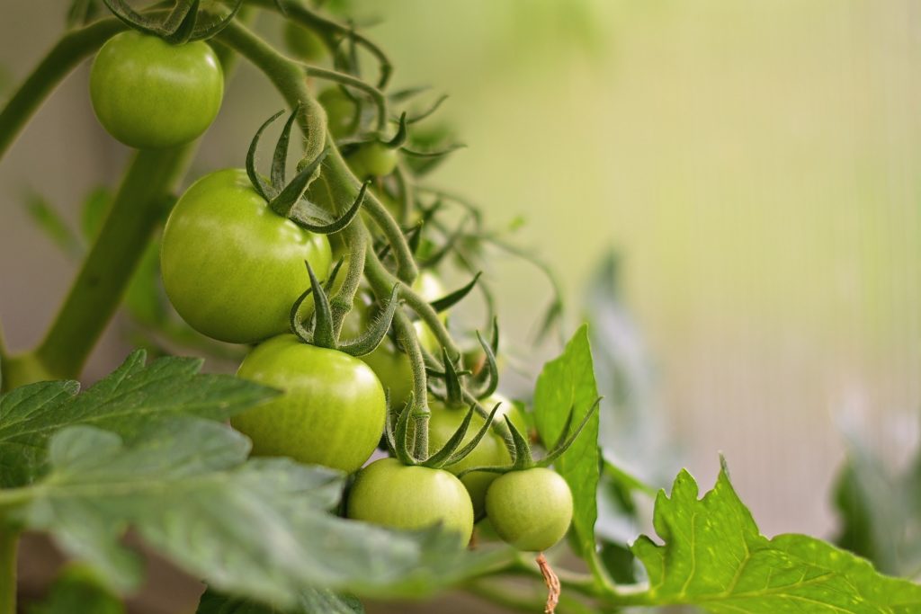 grow-tomatoes-indoors