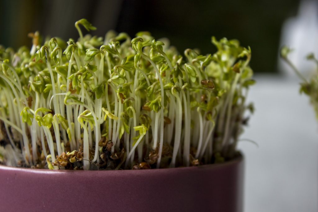 growing-microgreens-indoors