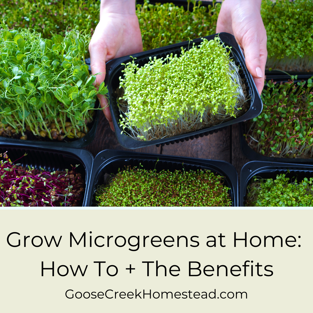 Why and How to Grow Microgreens At Home ~ Homestead and Chill