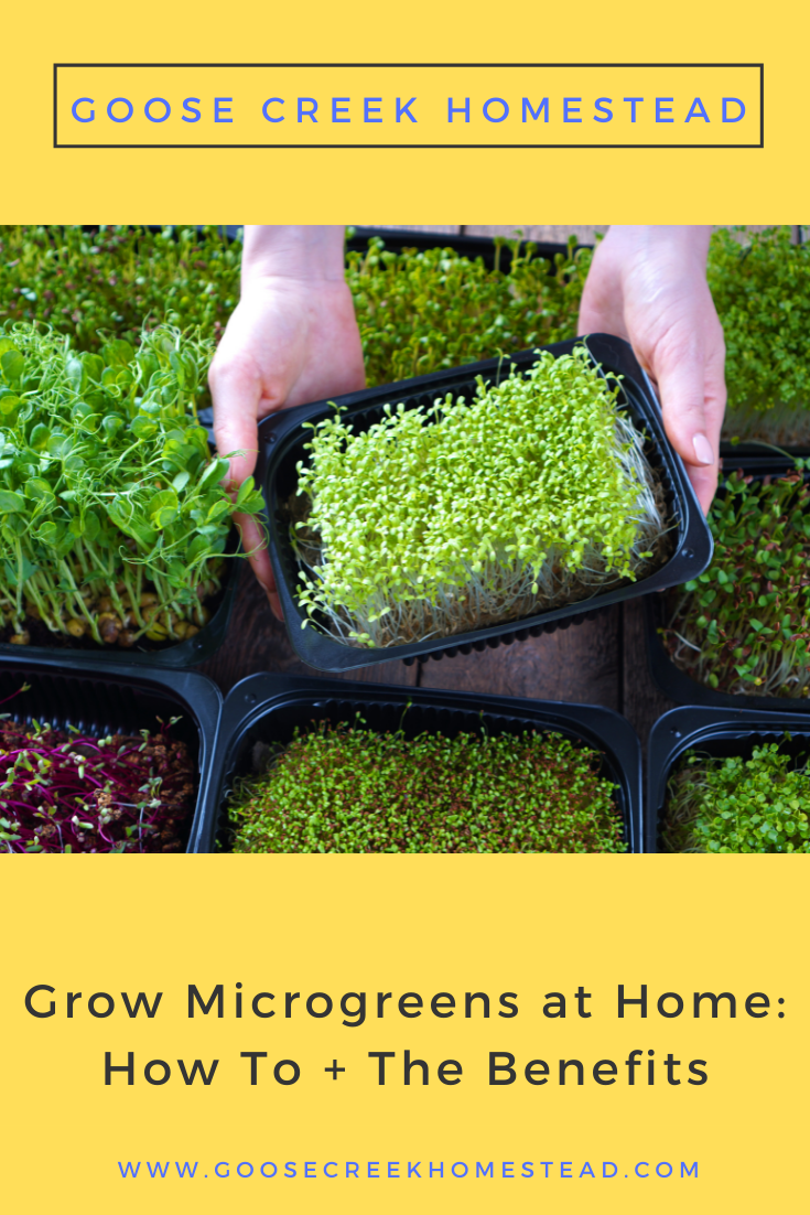 Grow Microgreens at Home: A Quick Start Guide for Beginners