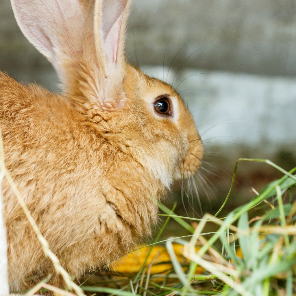 Grow Your Own Hay for Your Rabbits and Chickens