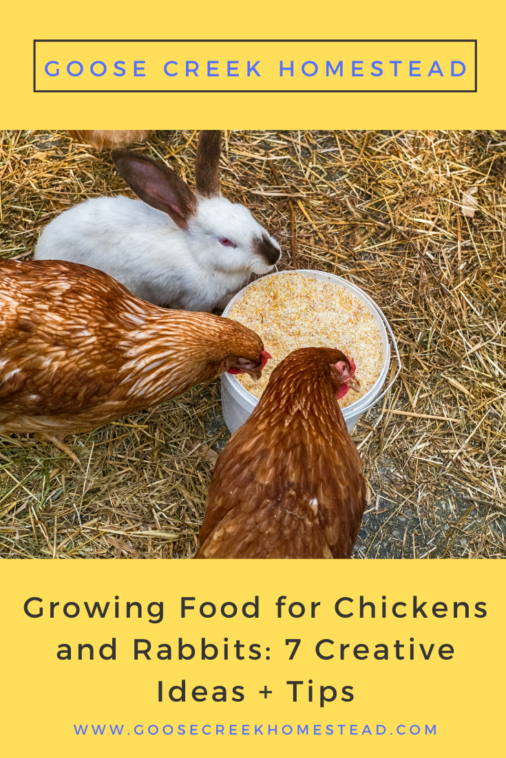 Growing food for chickens and rabbits is a great way to save money. Here’s what to feed chickens and rabbits from your garden, plus tips for ensuring they are getting all the nutrition they need.