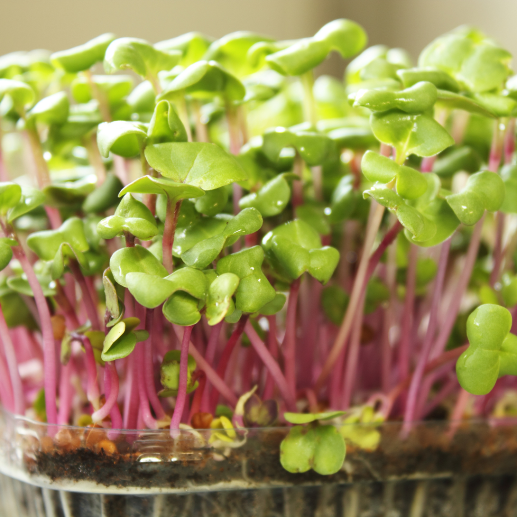 Microgreens are edible, immature greens that are harvested at the cotyledon stage, usually just before or immediately after the first true leaves appear.