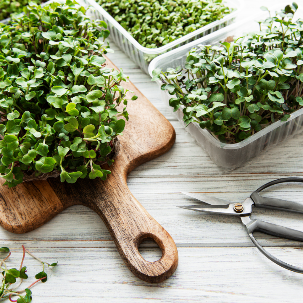 Despite their small size, microgreens are packed with nutrition and often have a higher nutrient content than their mature counterparts.