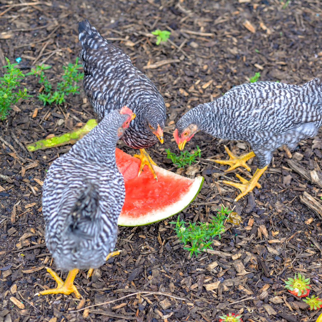 Chickens will devour everything from leafy greens, herbs, fruits, and vegetables to weeds like dandelions and even your spent garden plants at the end of the season.