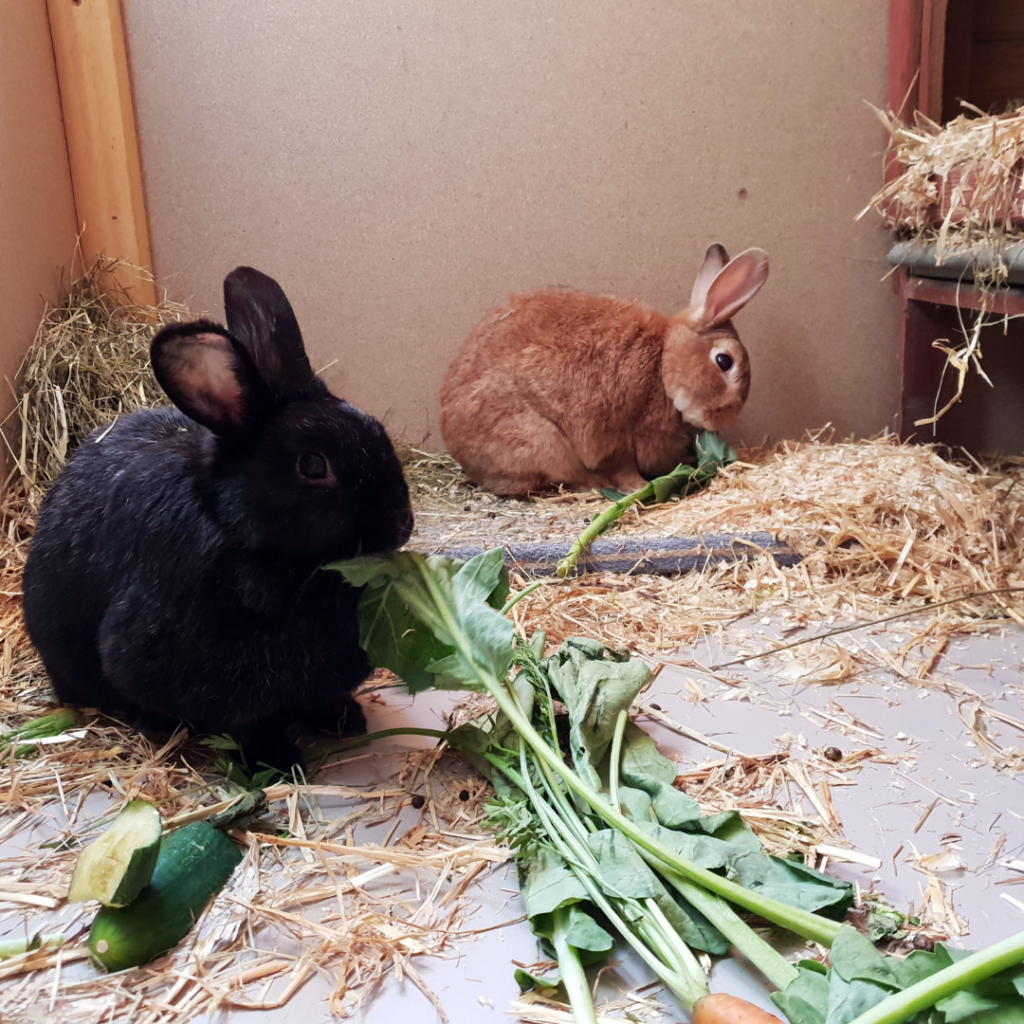 Rabbits can eat most leafy greens, herbs, vegetables, and even weeds like dandelions from the garden in moderation.