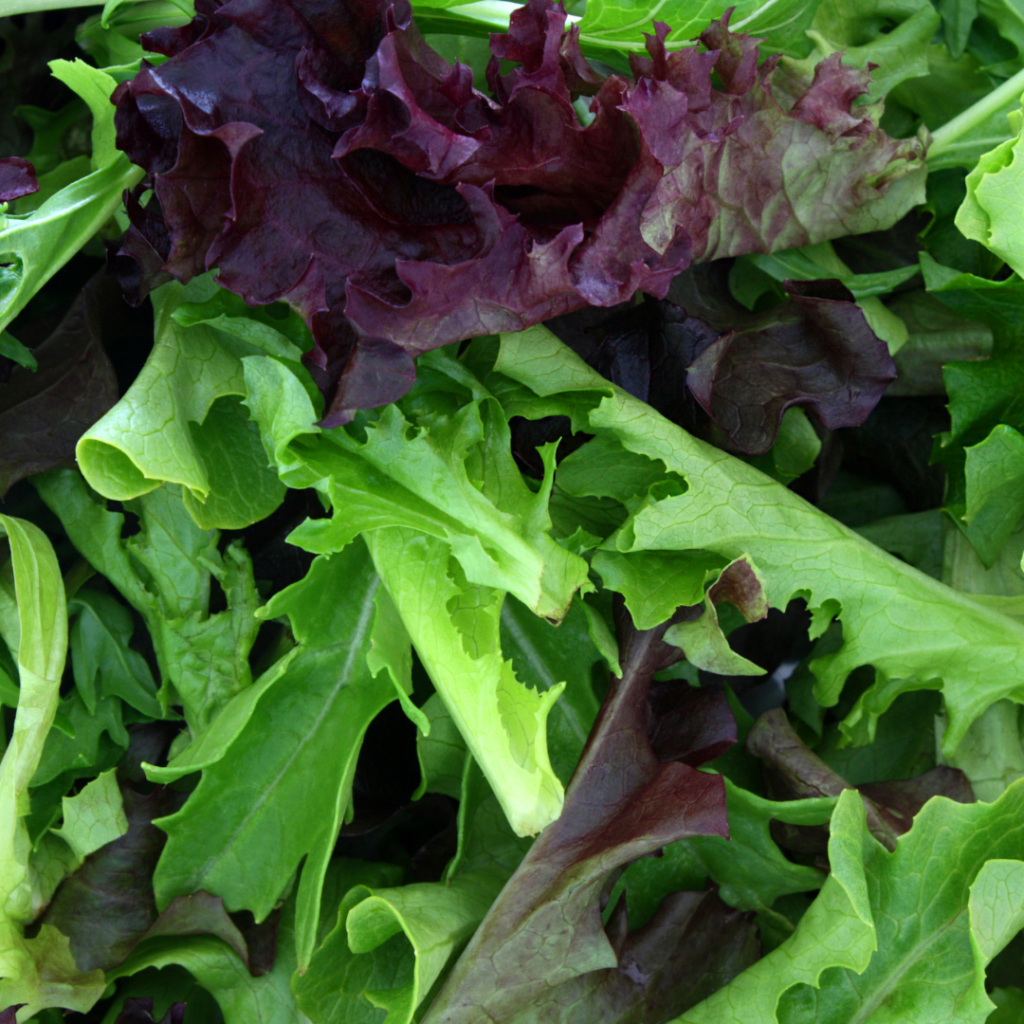 Baby salad greens are harvested when the plant has several sets of true leaves.